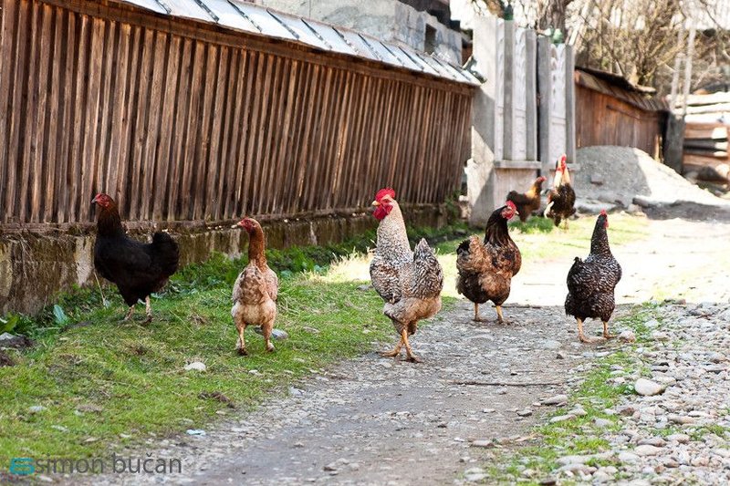 Romania - chicken road slot