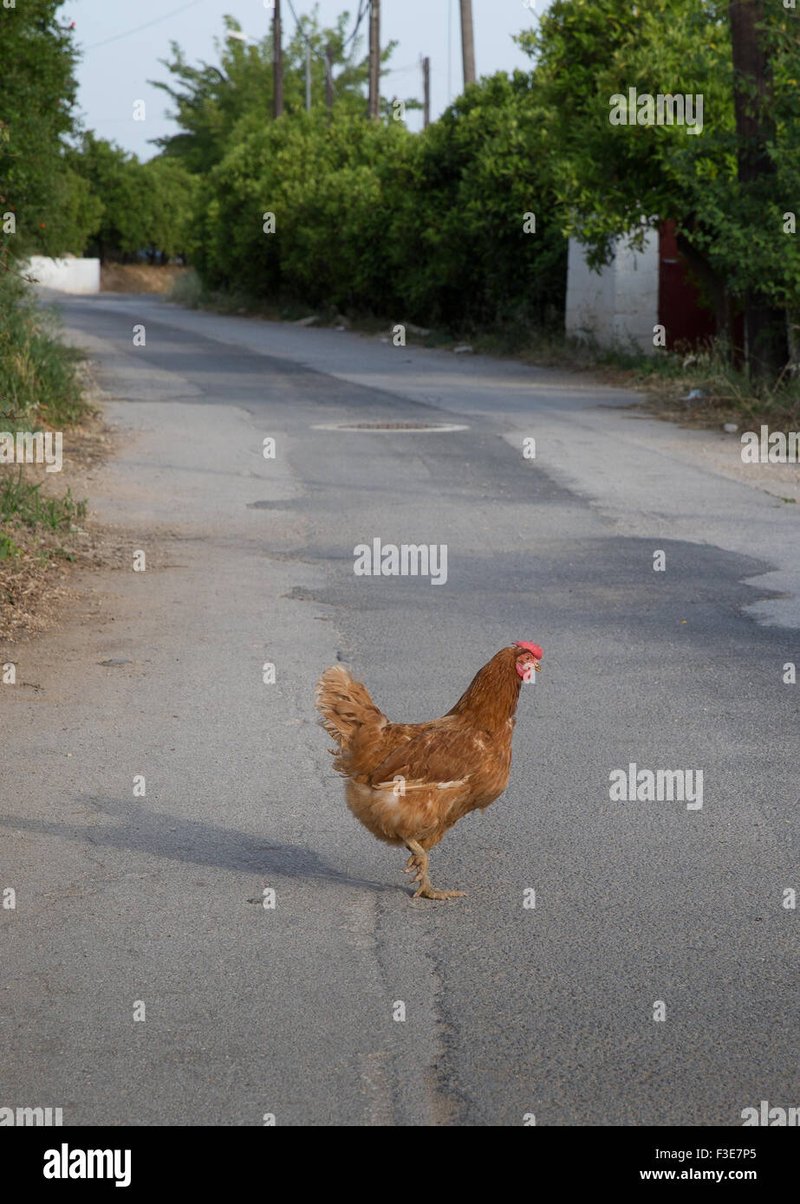 Chicken road casino, chicken road