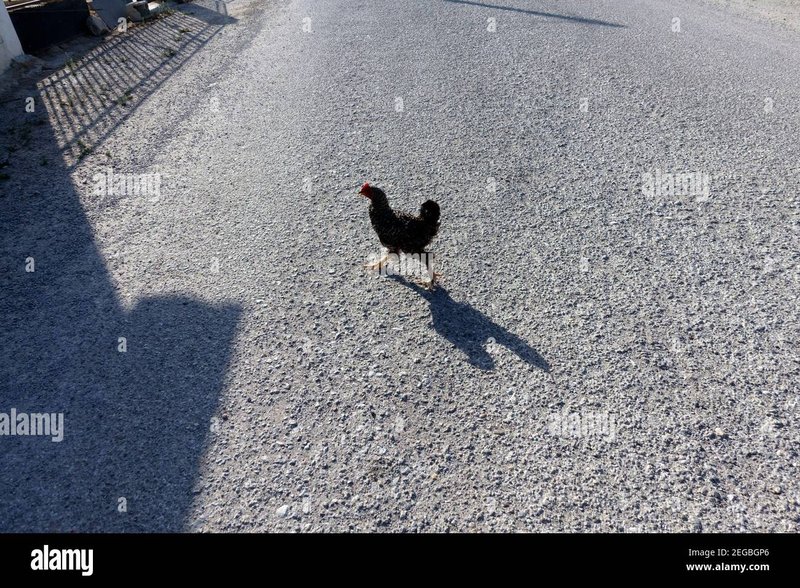 A look at chicken road gokspel